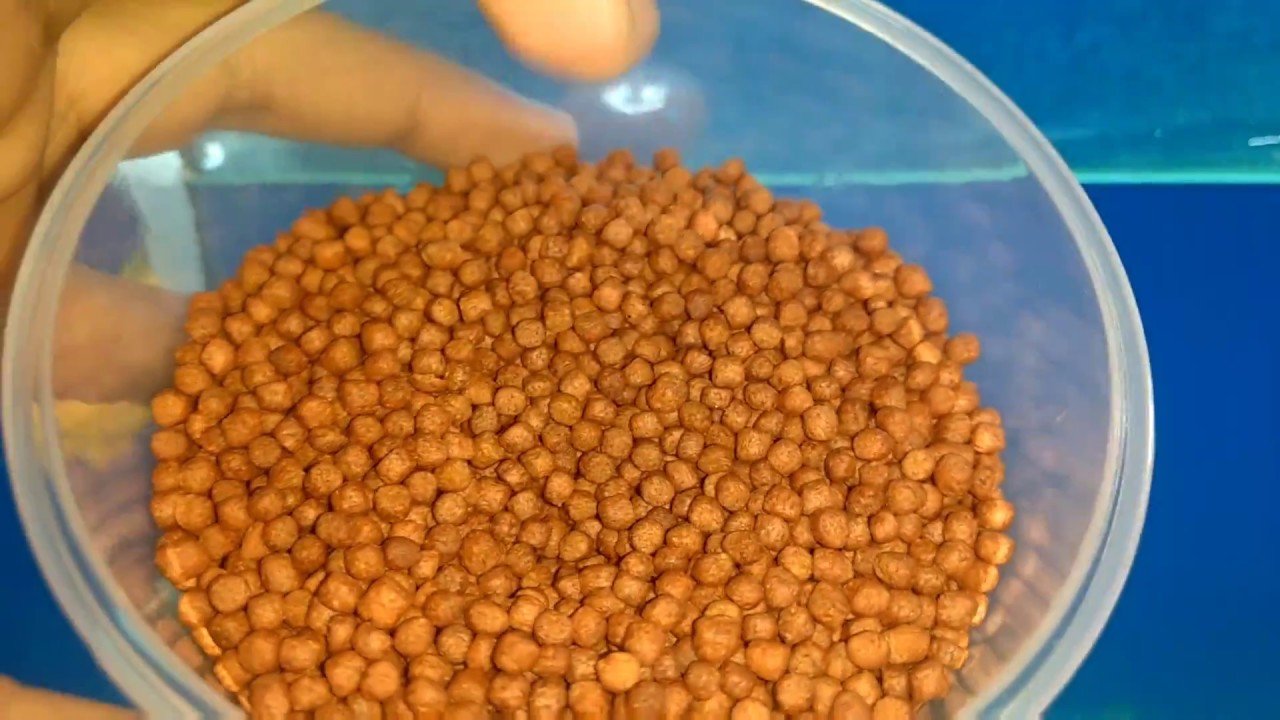 Flowerhorn white poop treatment using (deworming ) using metrogyl 400 hindi