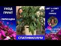 СПАТИФИЛЛУМ УХОД И ПЕРЕСАДКА