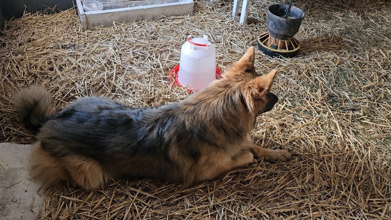 PIERWSZE SPOTKANIE ARESA Z NOWYMI KURAMI - Jastrząb krąży nad gospodarstwem 