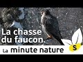 LA CHASSE DU FAUCON (No 109)