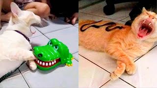 Videos De Risa 2024 😂 Animales Graciosos 🐈 Los Videos de Perros y Gatos Más Divertidos 😹🐶 Parte 2