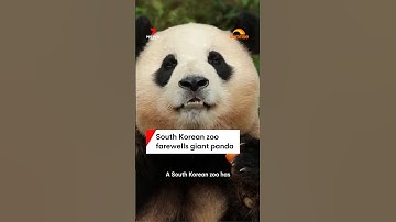 South Korean zoo farewells giant panda