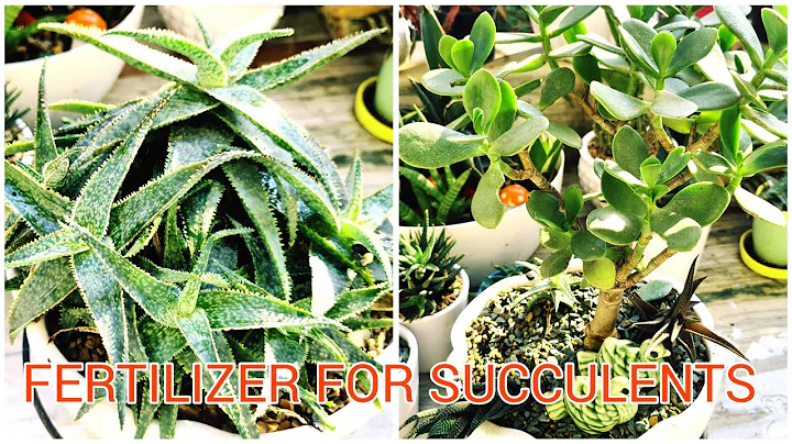 How to Fertilize Succulents in its growing season ...