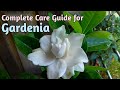 All About Gardenias//How to Grow Gardenia Plant//Gardenia Care//Gardenia Plant Care