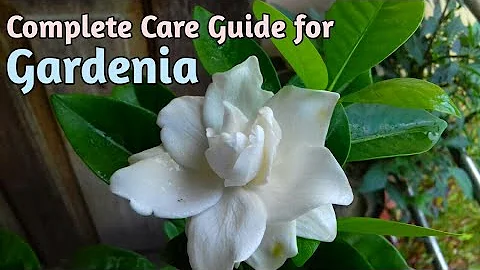 All About Gardenias//How to Grow Gardenia Plant//Gardenia Care//Gardenia Plant Care - DayDayNews