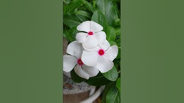 Lightroom tutorial dark tone Editing//flower Editing //moody green editing//Lightroom tutorial