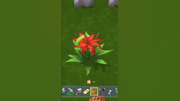 Mini World | Bí Mật Về Hoa Bỉ Ngạn Trong Mini World | Hạt Tiêu Play #shorts