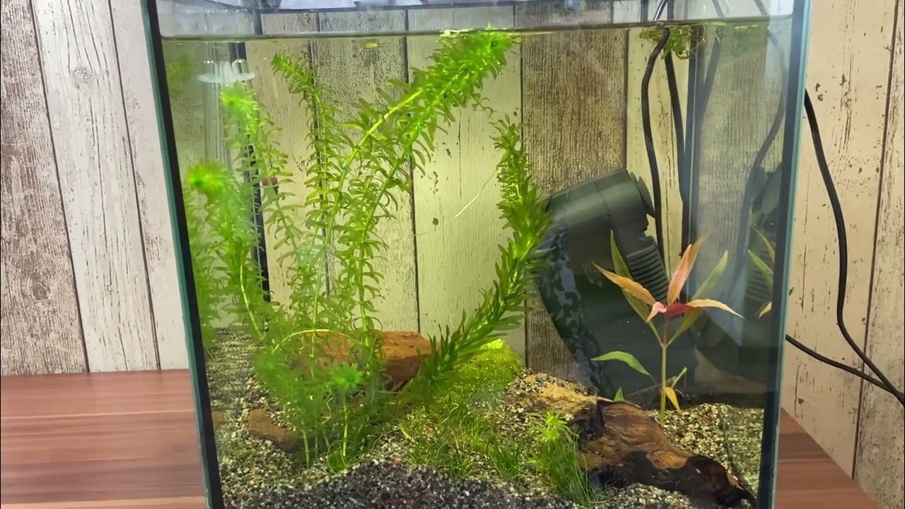 Mein 30 Liter Aquarium ohne Algen in der Einlaufphase nach 4 Wochen YouTube