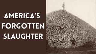 America’s Forgotten Slaughter: The Buffalo That Vanished Overnight
