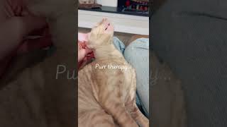 Purr therapy… volume up for best experience #cutecat #cat #purrtherapy #cattherapy #purrfect