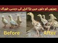 How to grow chicks for three months natural feed