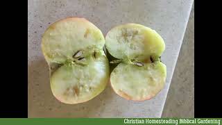 How to prevent apple maggots-Destroy the evil tree.