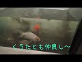 【金魚】くうたの仲間を紹介するよーん