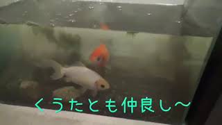 【金魚】くうたの仲間を紹介するよーん