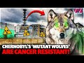 Chernobyls mutant wolves are cancer resistant