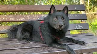 Schipperke Wince in the Forest of May