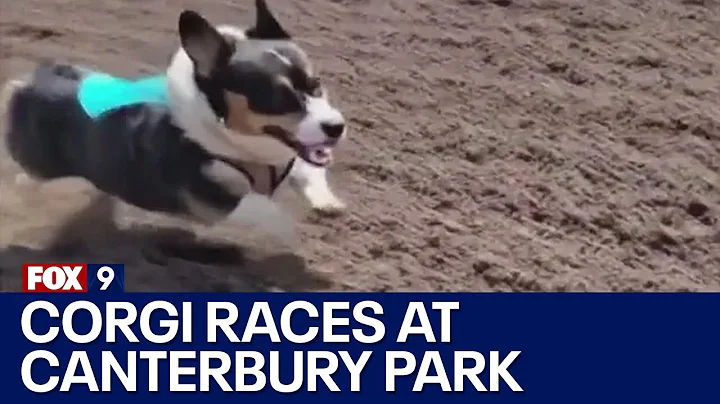 Corgi races at Canterbury Park this weekend