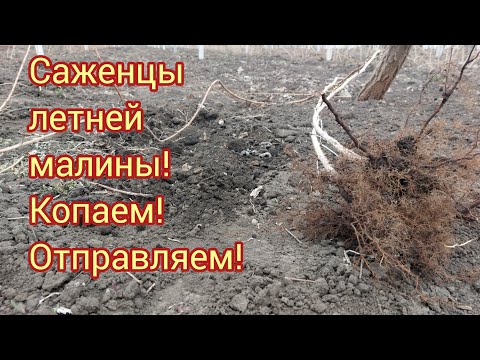 Отправка саженцев летней малины! Принимаем заказы!