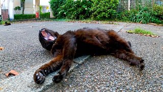 背中を撫でると何故か手をペロペロする黒猫