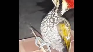 Download Lagu Masteran Murai Batu suara Pelatuk gacor MP3