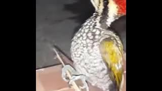 Masteran Murai Batu suara Pelatuk gacor