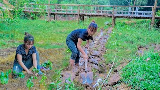 Building a Free Life: Water Sources, Gardening, and Wood Farming in Forest - daily life amanda