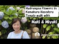 Hydrangea Flowers in Kamakura Hasedera Temple | What to do in Kamakura Japan | Day trip from Tokyo