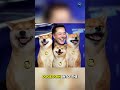 [ Dogecoin Through Time ] - DOGE 2019–2021: From Meme Coin to Mania