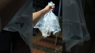 #guppy #fishkeepinghobby #freshwaterfish #guppies #fish #fish #ihavethisthingwithplants #guppy #gupp