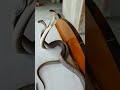দুই কোবরার ভয়ংকর মুখোমুখি! 😱 | Two Cobras in Aggressive Mode!