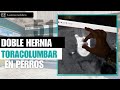 CAPÍTULO 51: 🐶  Doble hernia toracolumbar en perros. Veterinario especialista en neurología canina.