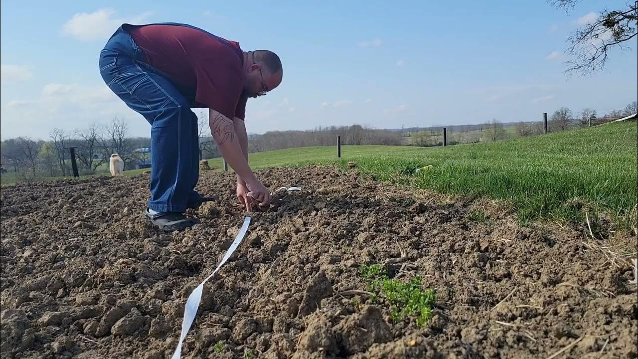 Planting Carrots 🥕 by tape in Zone 6b YouTube