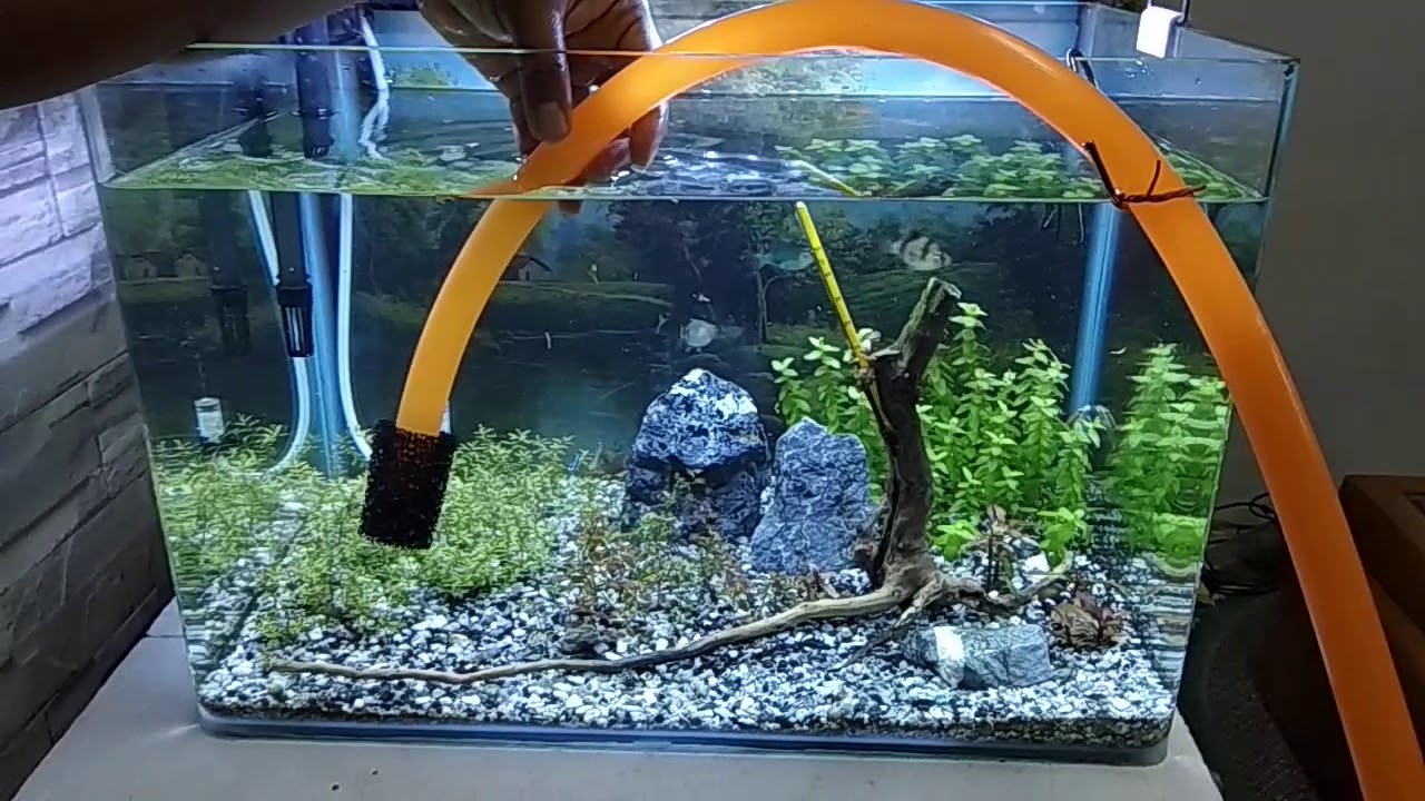 Water change dengan cara yg mudah untuk aquascape semingu dua kali