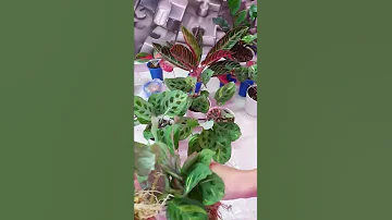 Укоренение маранты вариегатной