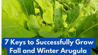 7 Keys to Successfully Grow Fall and Winter  Arugula