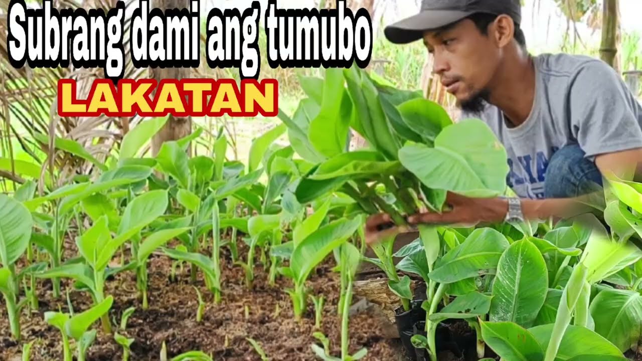 Ganito gumawa ng binhi ng lakatan