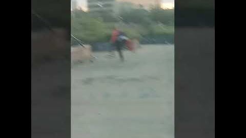 Robotic bird - steven stanton