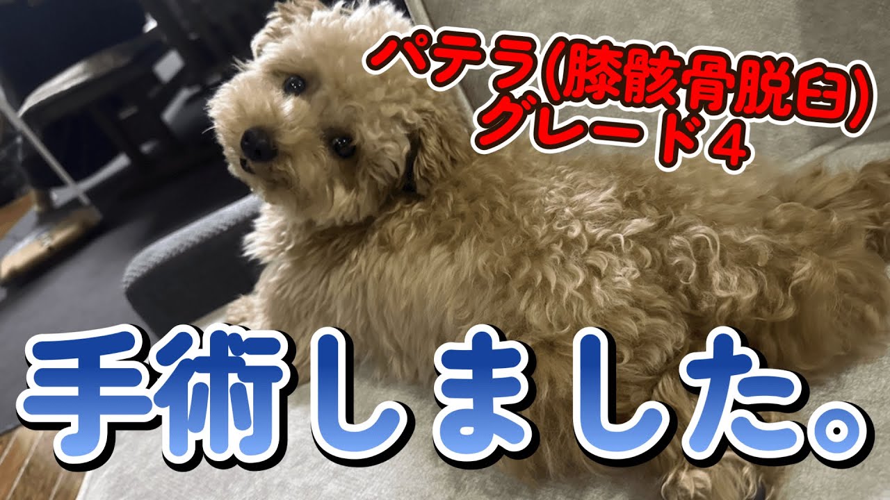 【パテラグレード4】ましゅまろが手術した記録と経過【トイプードル】