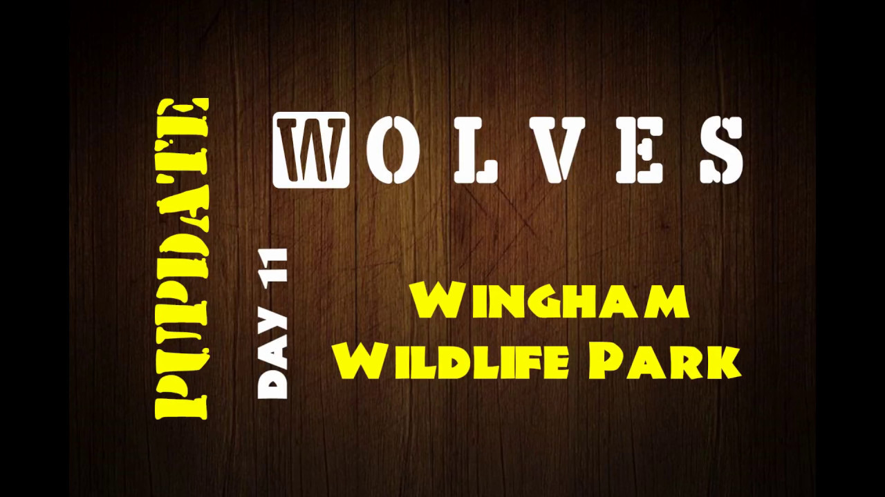 baby animal coloring pages Wingham Wildlife Park European Wolf Pupdate - Day 11