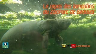 Le Repas Des Lamantins Au Zooparc De Beauval