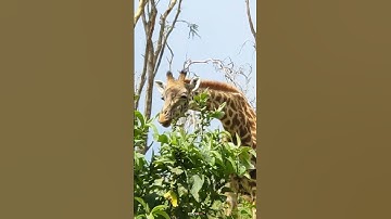 GIRAFFE SOUNDS | Learn Animals with Kiddopedia #Shorts