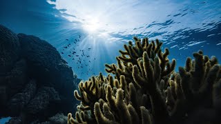 Underwater Ocean Ambience & Sounds Reef, Water, Sleep Under Water White Noise 12 Hours 4K