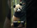 Saat Panda Kehilangan Induk… dan Menemukan Kenyamanan pada Manusia - NARASI HENING.
