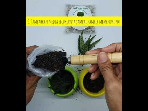 Unboxing Paket Tanaman  Hias Sukulen atau Kaktus 