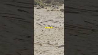 "Namibia's Ghost Gold", A Desert Treasure Hunt #oldstorytellerr #namibia #shorts #history #story