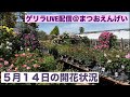 バラ最盛期のまつおえんげい　ご案内します