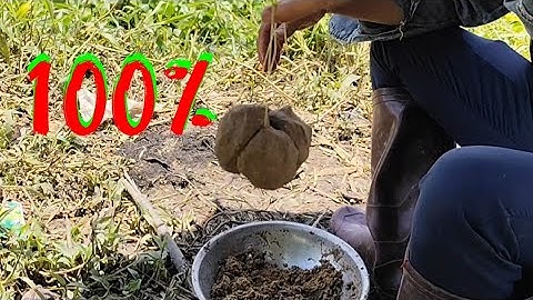 Câu cá tra sông/ chia sẽ cách làm mòi cách bóp mòi câu cá tra sông hiệu quả nhất