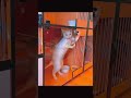 Clever Houdini Kittens 🤣 Tiny Escape Artists | Crazy Funny Cat Escapes