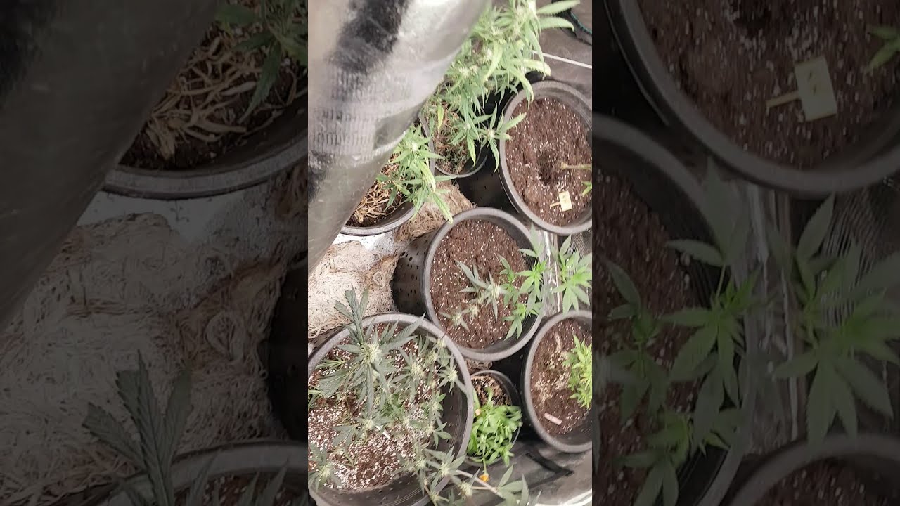 Cree cxb3590 led light marijuana grow