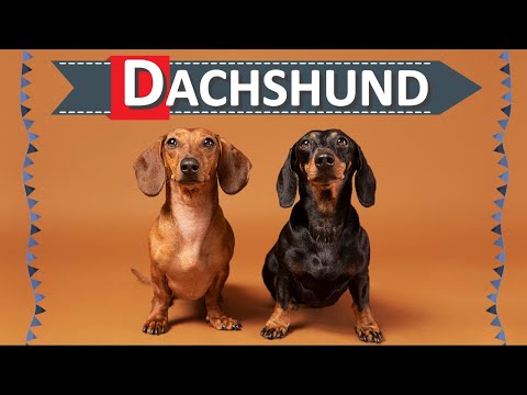 PERRO SALCHICHA / Dachshund - Todo acerca de los Teckel